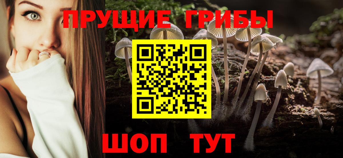 Галлюциногенные грибы Psilocybine cubensis Лабинск
